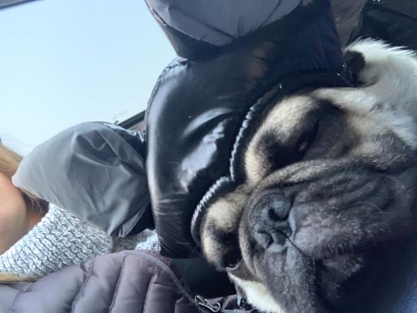/images/uploads/pug nation rescue of los angeles/pugnation2020/entries/11067thumb.jpg
